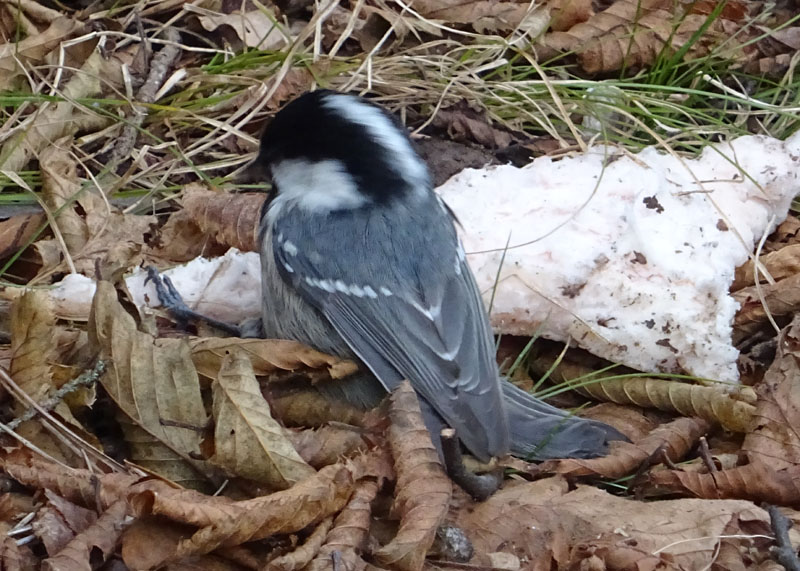 Periparus ater (Cincia mora) - Paridae